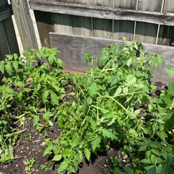 Plantas De Jitomate 