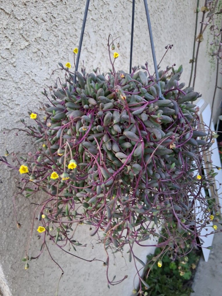 Ruby Necklaces Succulent Plant $25