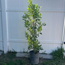 Ficus Tree / Faicas