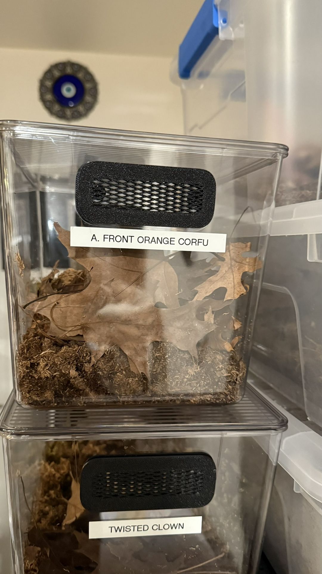 Isopod Small Animal Enclosures