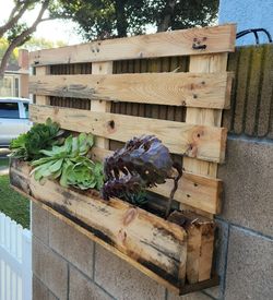 Succulent Wall