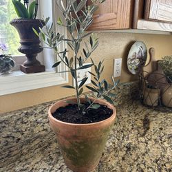 Olive Plant In Pot