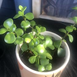 Baby Jade in 5” Ceramic Pot