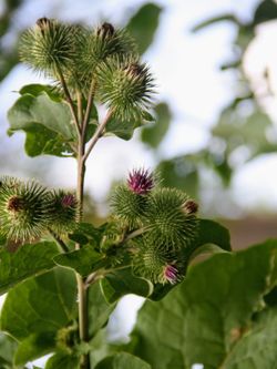 Burdock Plant