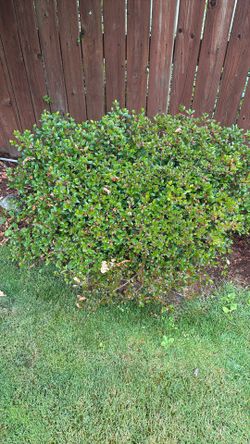 4 Large Azela Plants/ Mature