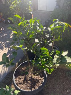 Lime trees