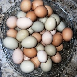 Fresh Fertile Eggs