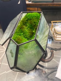 Geometric Glass Terrarium with preserved Moss