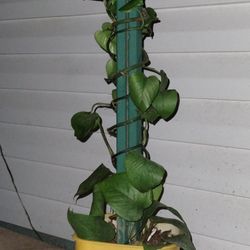 Standing Pothos Plant 