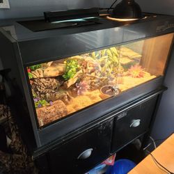 Rosy Boa Set-Up with Stand