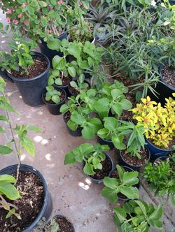 Oregano Orejon
