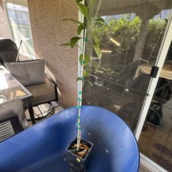 Okitsu Wade Satsuma Mandarin Tree