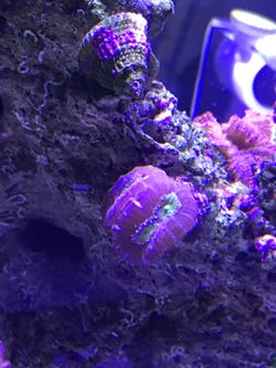 Coral