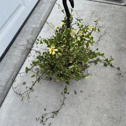 Variegated Succulent