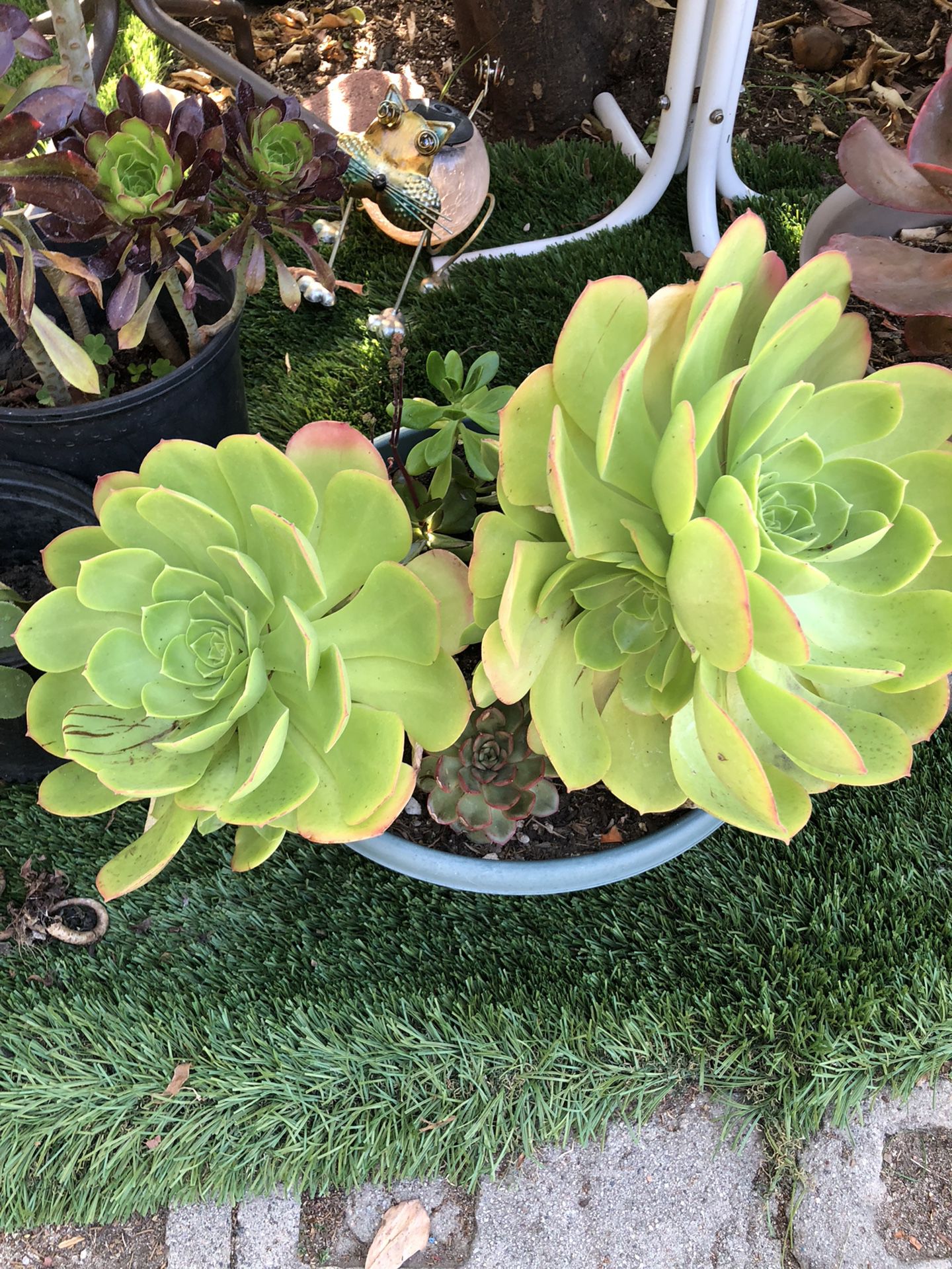 Beautiful succulent plants for sale today only 5 dollars each and up pick up North Hollywood