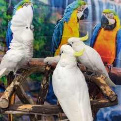 Wooden Parrot Perches And Java Tree