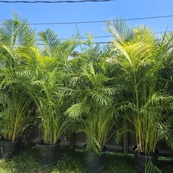 arecas and podocarpus About 8  feet tall over the pot Instant privacy Hedge for fence green full 