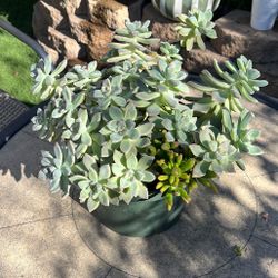 Succulent Plant 🪴 