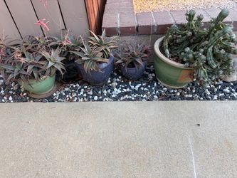 4 succulents/cactus