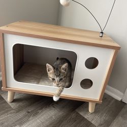 Cat Tv Condo