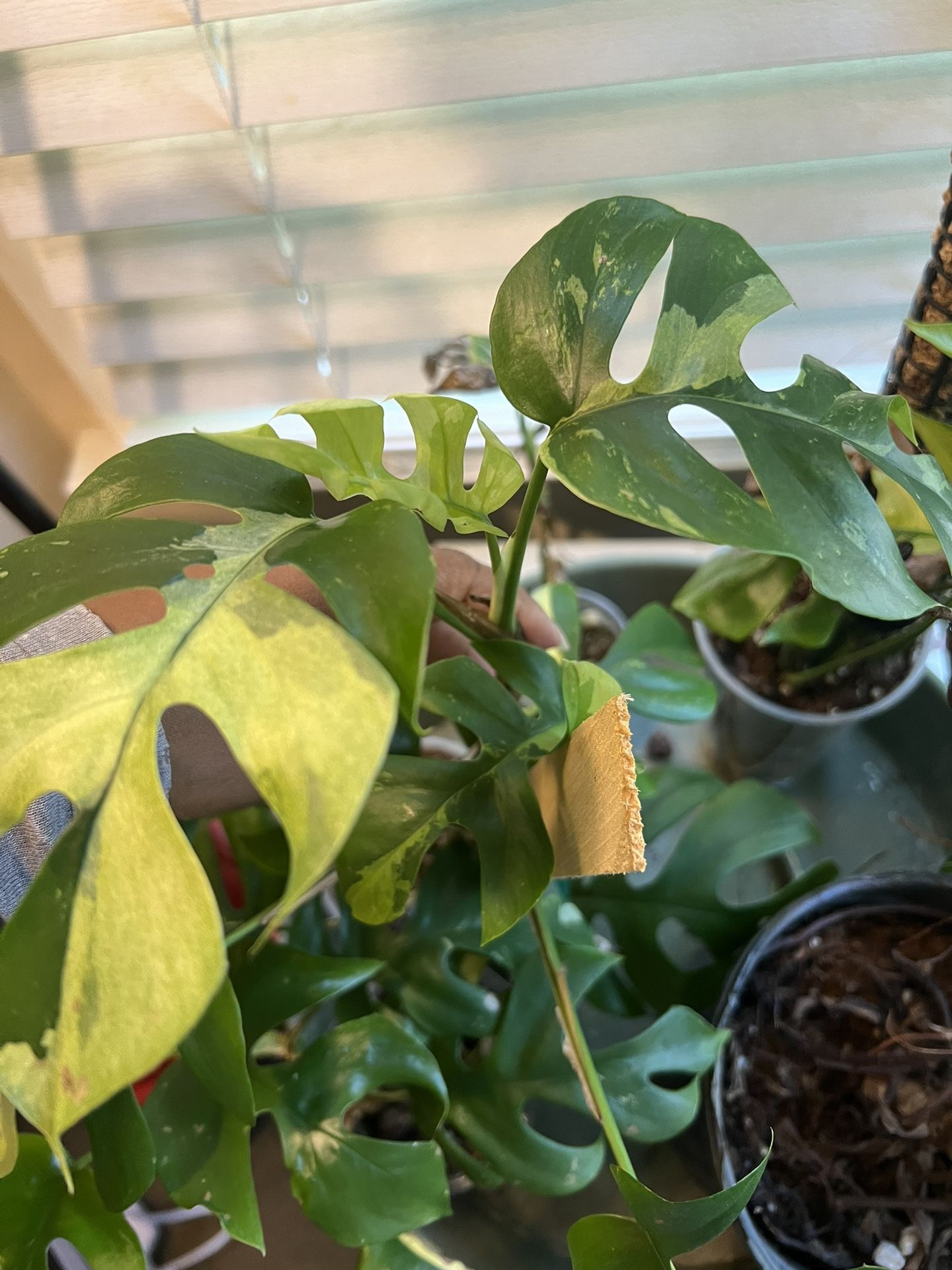 Variegated Tetrasperma Plant Cutting (pls Read Description Below)
