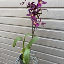 Purple Orchid In Ceramic Pot 