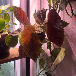 Golden Pothos, Begonia And Prayer Plant Cuttings