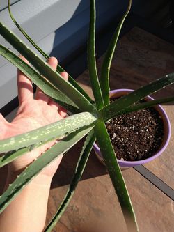 Aloe - LIVE PLANT Thumbnail