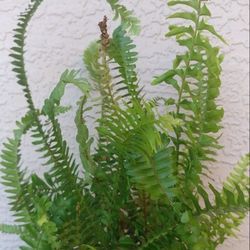 Plant Sale Fern Petunia Salvia
