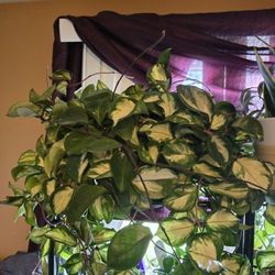 Plants