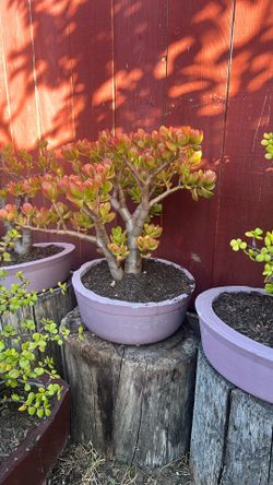 Jade Plant In Concrete Handmade Pot