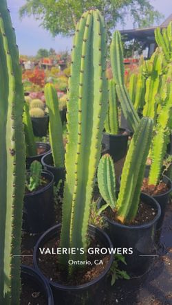 Peruvian Apple Cactus
