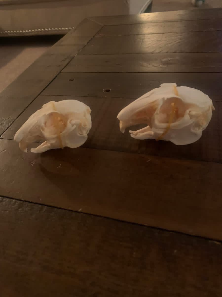 Taxidermy Bunny Skulls!! $25 Each!!