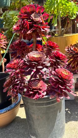 Aeonium red King Kong in 5 gallon