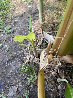 Banana tree