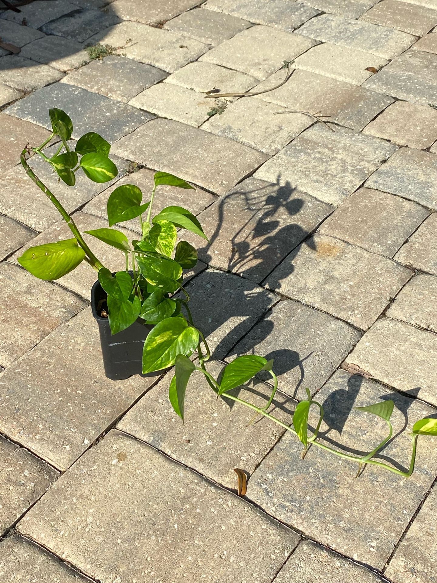 Golden Queen Pothos plant