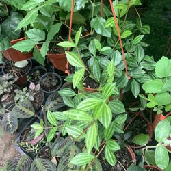 Funky Frog Plant 6in Pot