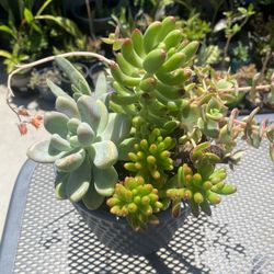 Succulent Mix In Ceramic Pot