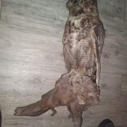 Stuffed Owl
