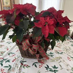2 Large Poinsettias With Basket $6 