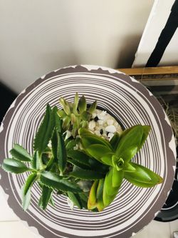 Succulent