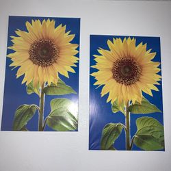 Sunflower Portraits 