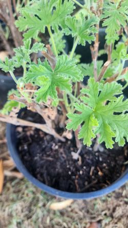 Citronella