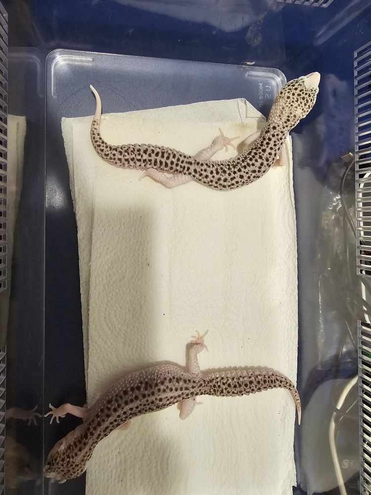 Critter Cage 