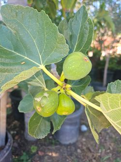 Arboles Frutales Manzana, Higos, Jujube, Mispero, Guamuchil, Papayas  Guava, dragonfruit, higos