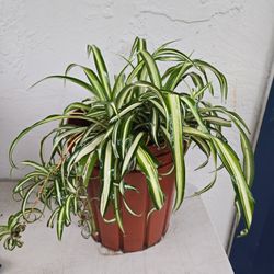 $15. Spider Plant 🪴 