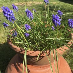 Grape Hyacinth 