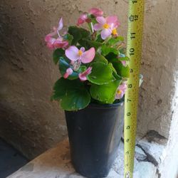 $10 Begonia semperflorens Plant