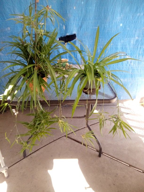Spider Plants Both