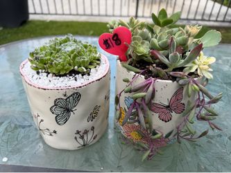 Succulent gifts